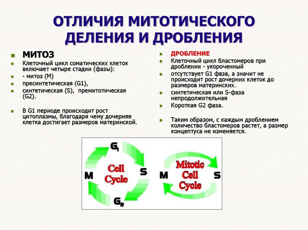 Митотическая активность клеток