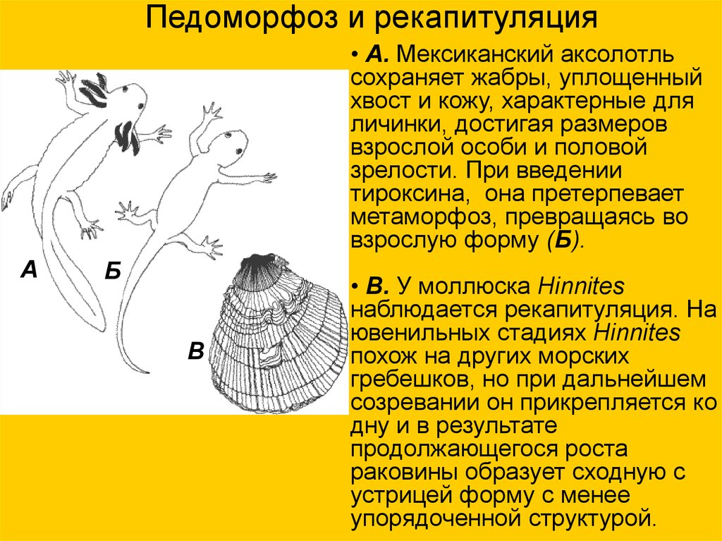 Аксолотль схема для вязания