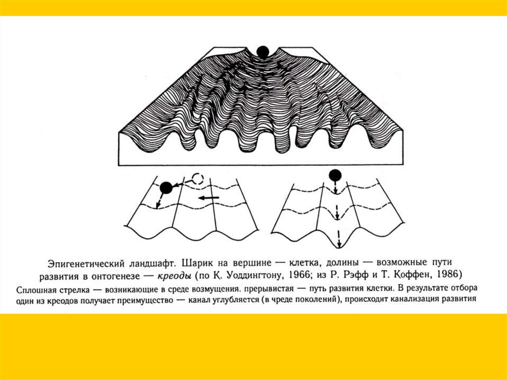 Эпигенетический ландшафт уоддингтона рисунок