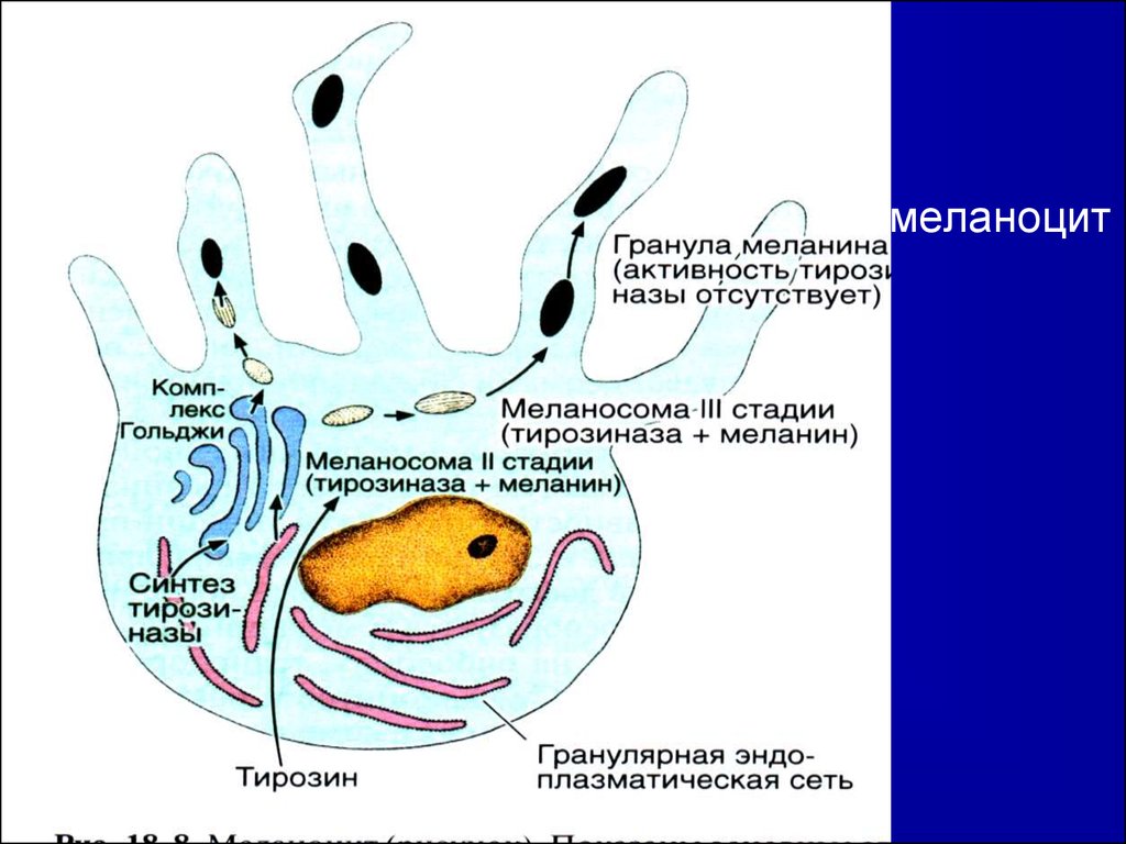 Меланоциты. Меланоцит. Меланосома строение и функции. Меланоцит размер. Гранулы меланоцитов.