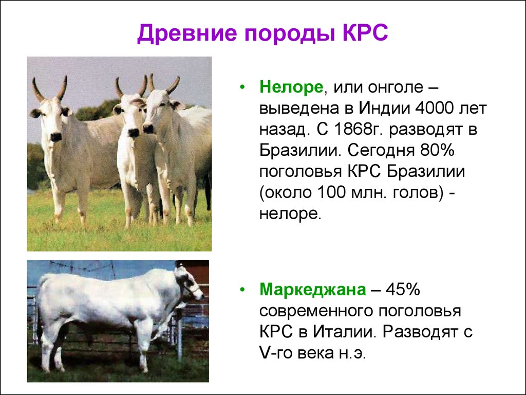 Порода разведение. Селекция рогатого скота. Презентация на тему породы КРС. Разведение крупного рогатого скота сообщение. Селекция КРС.