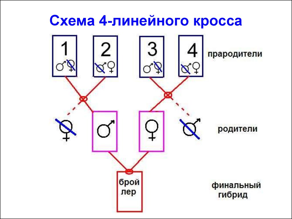 Схема скрещивания кур. Схема получения кросса Росс 308. Схема скрещивания кур кроссов. Схема скрещивания для получения бройлеров. Схема скрещивания 4 линейного кросса.