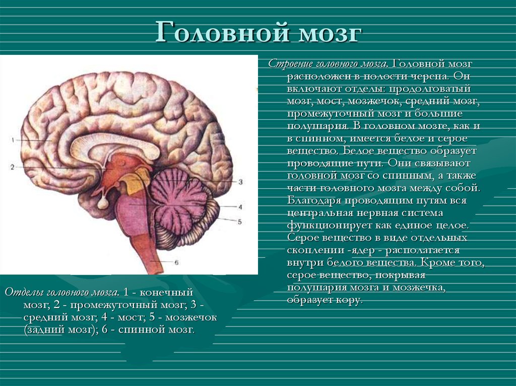 Особенности головного мозга ребенка. Головной мозг. Строение спинного и головного мозга. Опишите строение головного мозга. Спинной и головной мозг строение и функции.