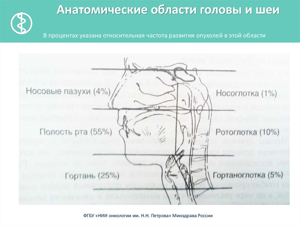 Рак головы и шеи. Анатомические области головы. Опухоли в области шеи и головы. Опухоли головы и шеи онкология. Анатомические области анатомические области шеи.