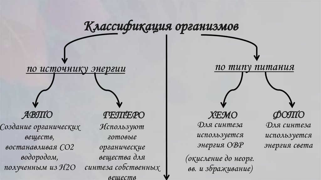 Схема классификация организмов по типу питания - 94 фото