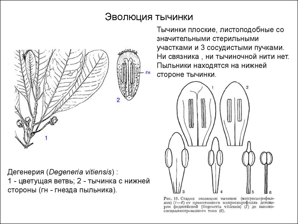 Эволюция органов растений. Эволюция андроцея цветковых растений. Происхождение тычинок цветка. Эволюция тычинки. Тычинка схема.