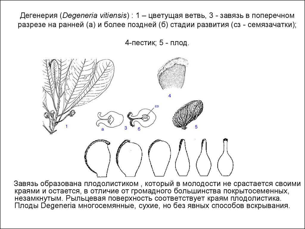 Дегенерия (Degeneria vitiensis) : 1 – цветущая ветвь, 3 - завязь в поперечном разрезе на ранней (а) и более поздней (б) стадии развития (сз - семязачатки); 4