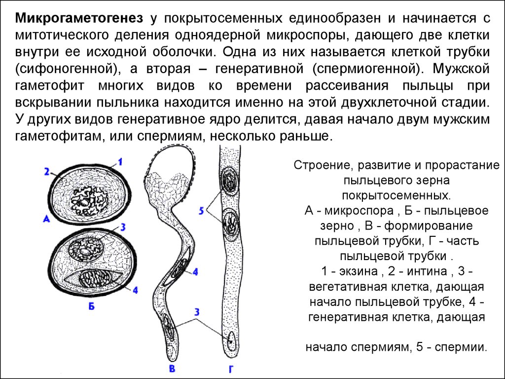 Проросшая пыльца