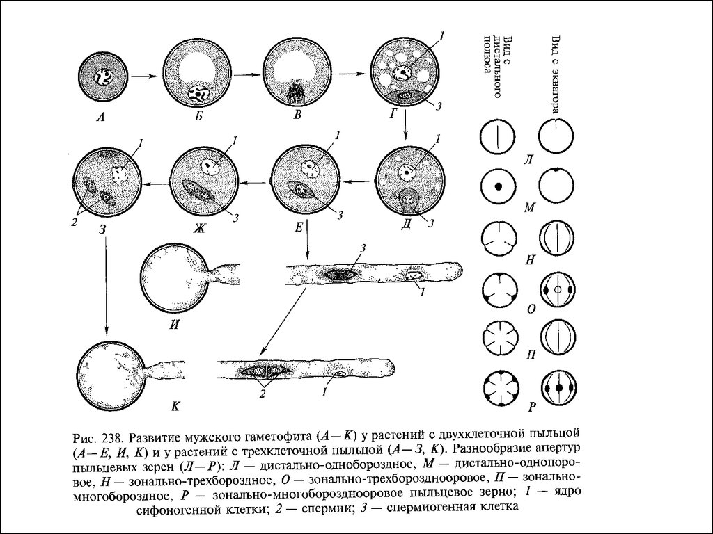 Пыльца схема. Покрытосеменные растения развитие мужского гаметофита. Микроспорогенез и развитие мужского гаметофита схема. Образование мужского гаметофита у цветковых растений. Развитие мужского гаметофита покрытосеменных схема.