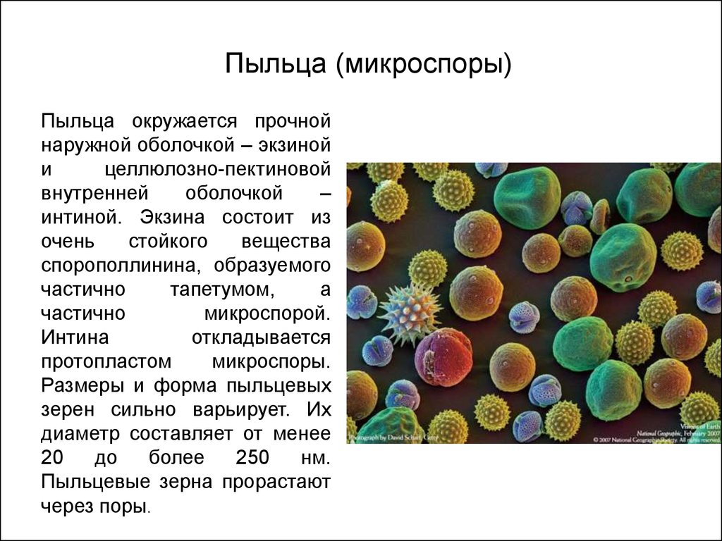 1 образование пыльцы в пыльцевых