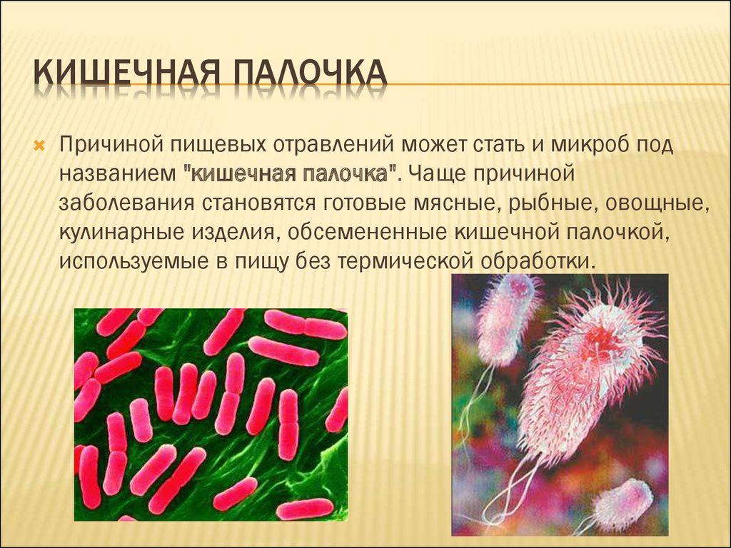 Бактерии какие опасные. Кишечная палочка вид размножения. Бактерии группы кишечной палочки картинка. Кишечная палочка форма бактерии. Симптомы кишечной Пало.