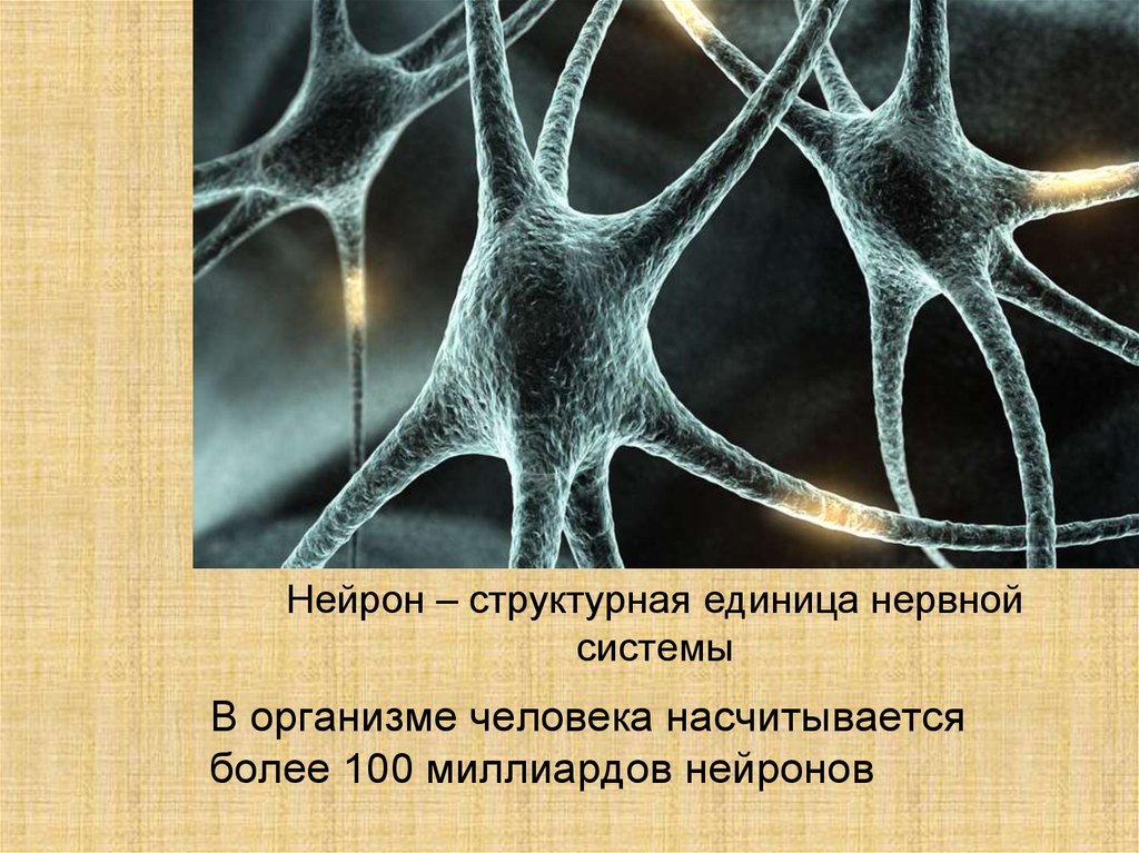 Что такое нейрон. Структурная единица нервной клетки. Нейрон структурная единица нервной системы. Структурная и функциональная единица нервной ткани. Нейрон это структурная единица.