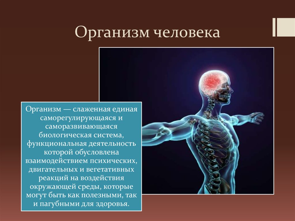 В организме человека постоянно осуществляется. Организм человека. Человечество организм. Биологическое тело человека. Системы организма человека.