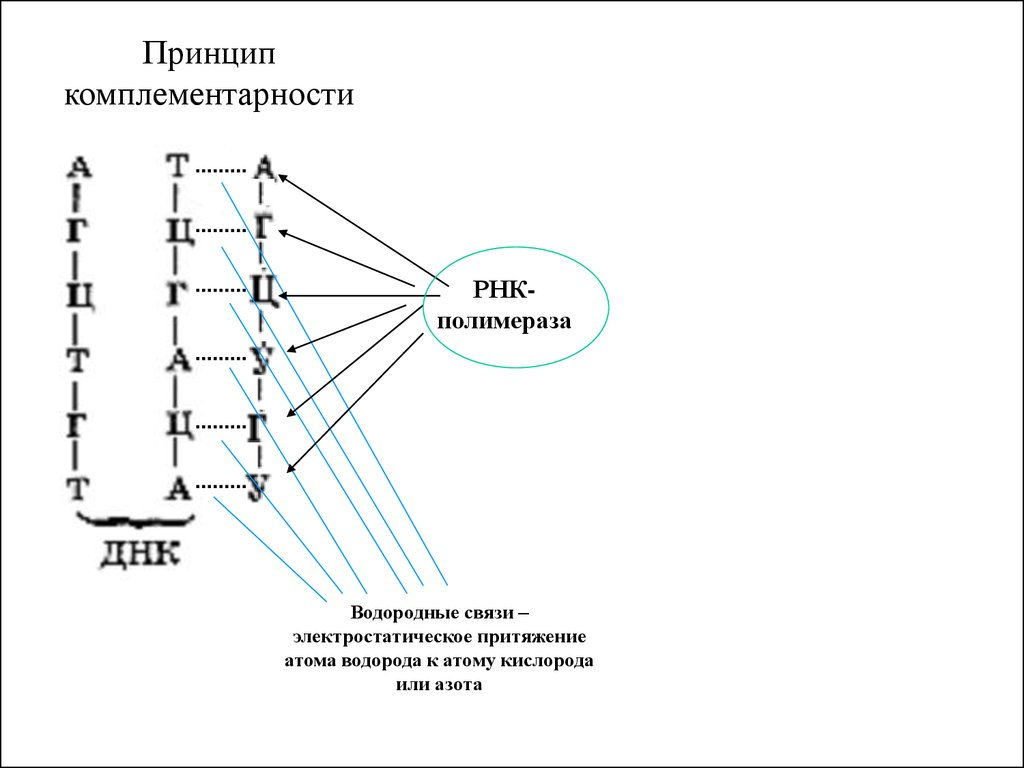 Генетическая информация. Генетическая информация проект. Генетические и функциональные связи. Идея комплементарности всех речевых механизмов человека. Создание банков данных генетического информации человека реферат.