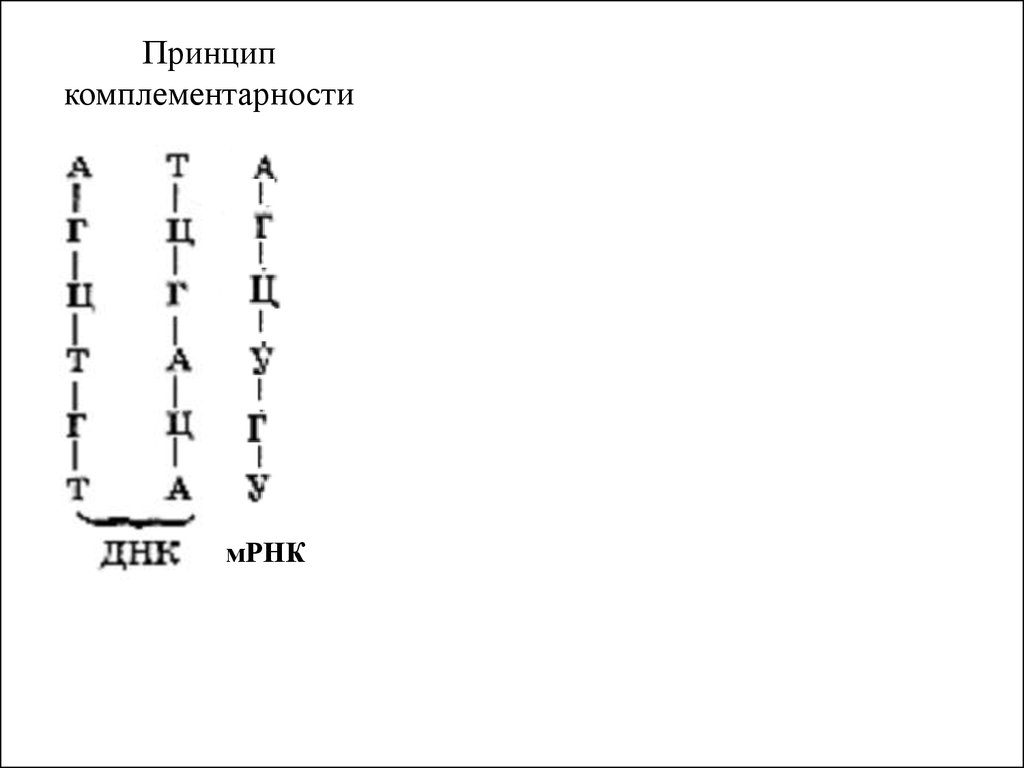 Принцип комплементарности днк. МРНК принцип комплементарности. Принцип комплементарности ДНК И МРНК. Принцип комплементарности из МРНК В ДНК. МРНК по принципу комплементарности.