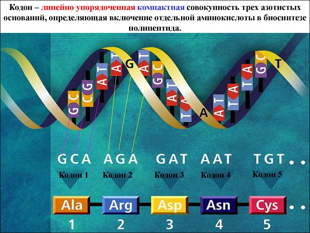 Генетический код это. Однонаправленность генетического кода. Генетический код картинки. Генетический код кратко и понятно. Генетический код тема.