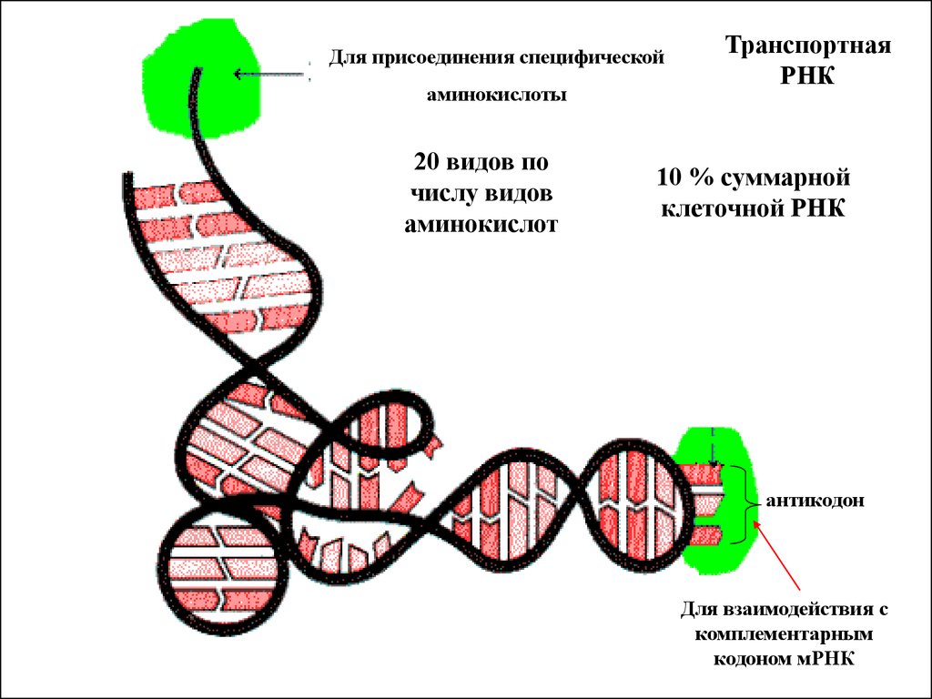 Антикодон это участок молекулы