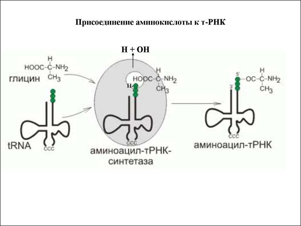 Процесс формирования комплекса трнк с аминокислотой. Строение аминоацил ТРНК синтетазы. Аминоацил-ТРНК-синтетаза присоединяет аминокислоту:. Аминоацил-ТРНК-синтетаза строение. Биосинтез аминоацил-ТРНК.