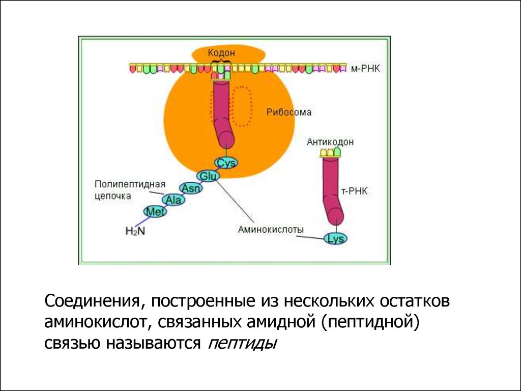 Синтез полипептидной цепи в рибосомах. Кодоны в полипептидной цепи. Кодон и антикодон. Аминокислоты РНК цепочка. Амидная связь аминокислот.