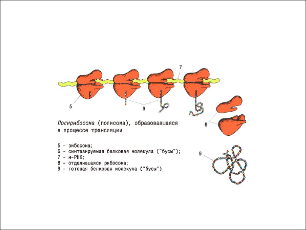 В процессе трансляции участвовало 100 молекул. Полирибосома. Полирибосома рисунок. Полирибосома где есть. Полирибосома метод напыления.