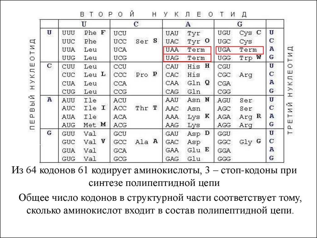 Стартовый кодон ирнк. Старт кодон и стоп кодон. Стоп кодоны ИРНК. Триплет стоп кодона. Стоп-кодон это в биологии.