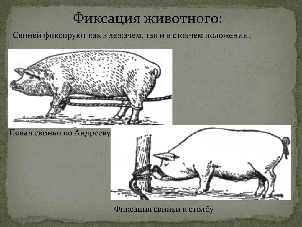 Кастрация поросят своими руками схема. Методы фиксации повал свиньи. Механические способы фиксация свиней. Фиксация свиней в стоячем положении. Фикспция свиней в стоячем полодение.