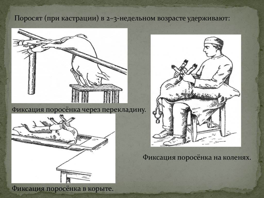 Презентация кастрация быков