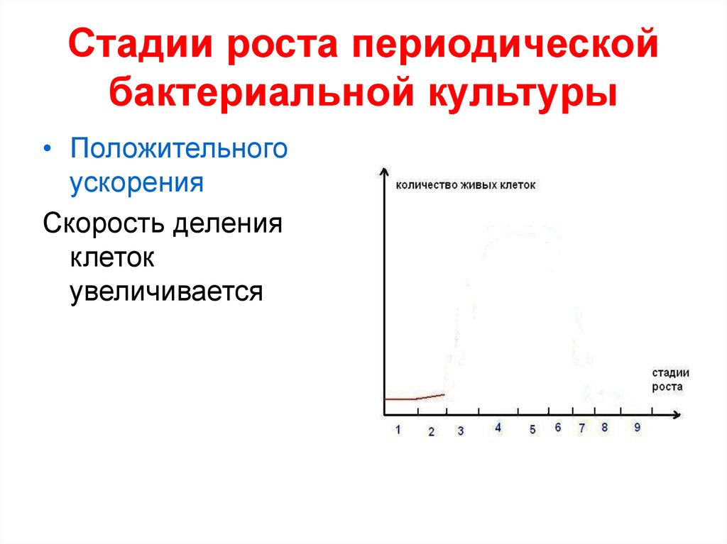 Стадия роста