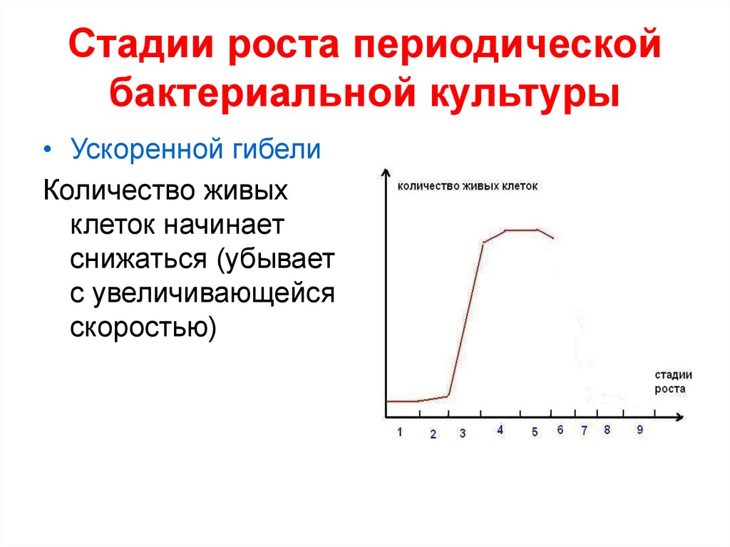 Фаза роста. Стадии роста периодической бактериальной культуры. Фазы роста периодической культуры бактерий. Фазы Кривой роста периодической бактериальной культуры. Опишите фазы роста бактерий в периодической культуре.