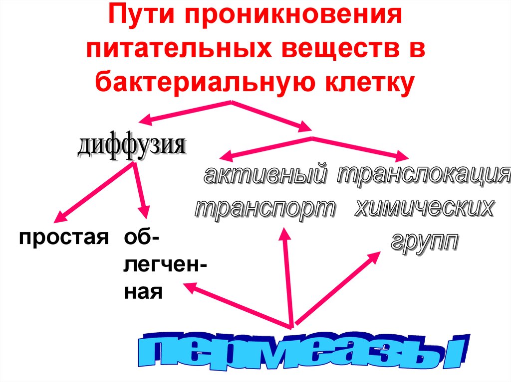 Поступление веществ в клетку. Схема поступления питательных веществ в микробную клетку. Механизмы поступления питательных веществ в бактериальную клетку. Пути поступления питательных веществ в бактериальную клетку схема. Способы поступления питательных веществ в бактериальную клетку.