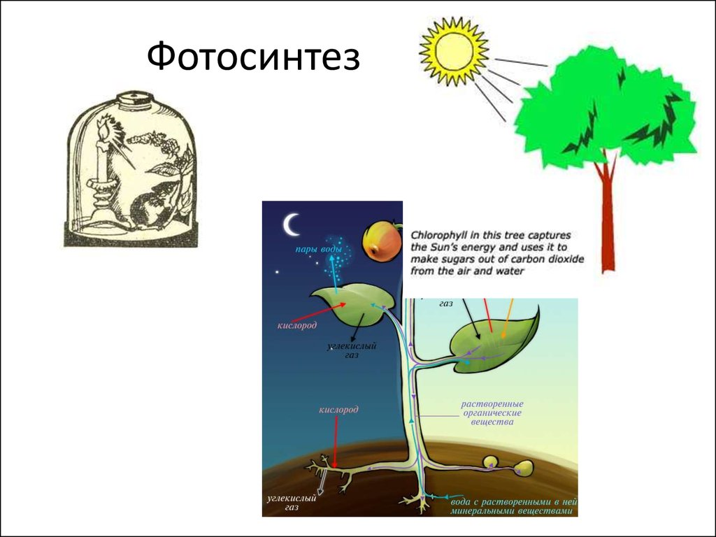 Фотосинтез том 1. Фотосинтез. Фотосинтез рисунок. Процесс фотосинтеза рисунок. Фотосинтез схема.
