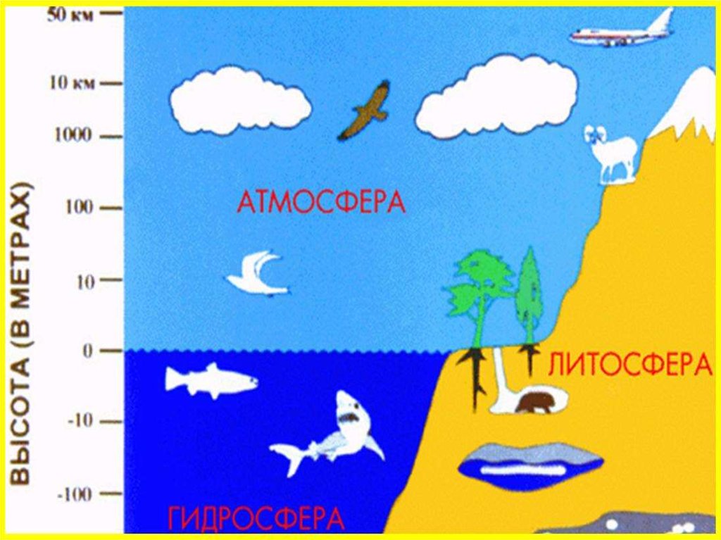 Рисунок биосфера земли