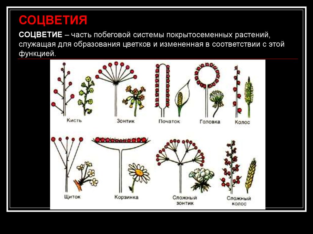 Соцветие сложный початок. Соцветия покрытосеменных растений. Типы соцветий у покрытосеменных растений. Строение соцветий биология. Соцветия классификация соцветий.
