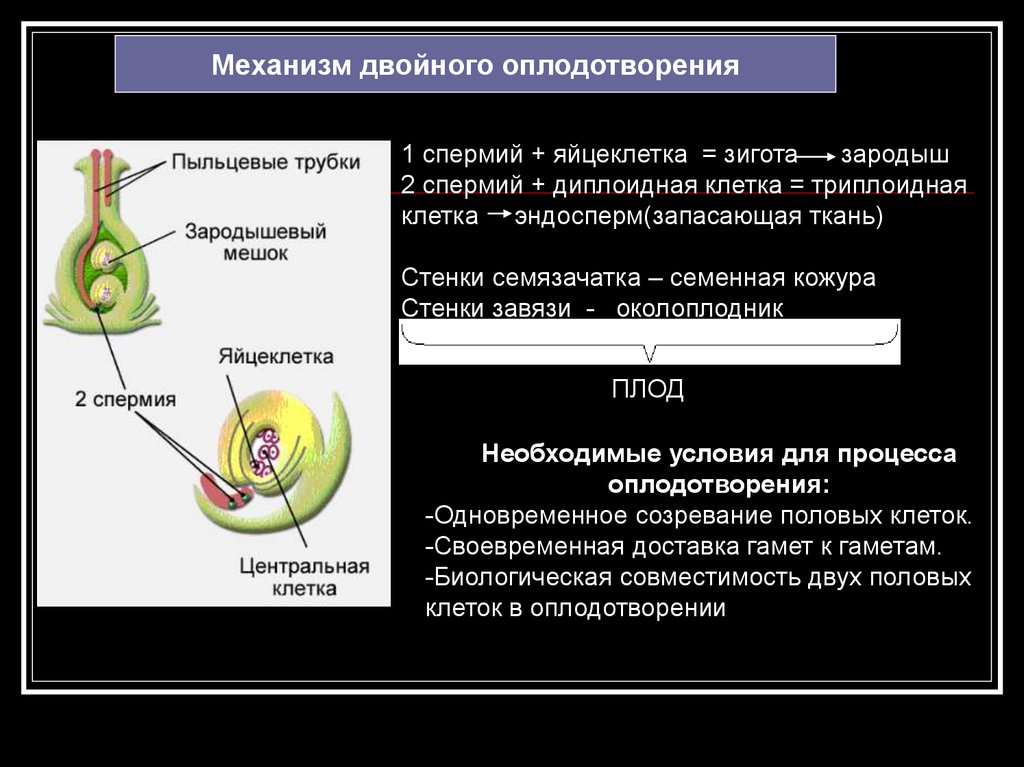 Оплодотворенная спермием центральная клетка. Механизм двойного оплодотворения. Механизм двойного оплодотворения у растений. Двойное оплодотворение у цветковых растений. Схема двойного оплодотворения.