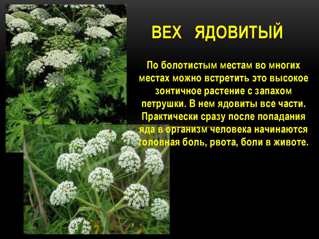 Насколько ядовит. Ядовитые растения. Ядовитые растения России. Опасные ядовитые растения. Ядовитые растения картинки с описанием.