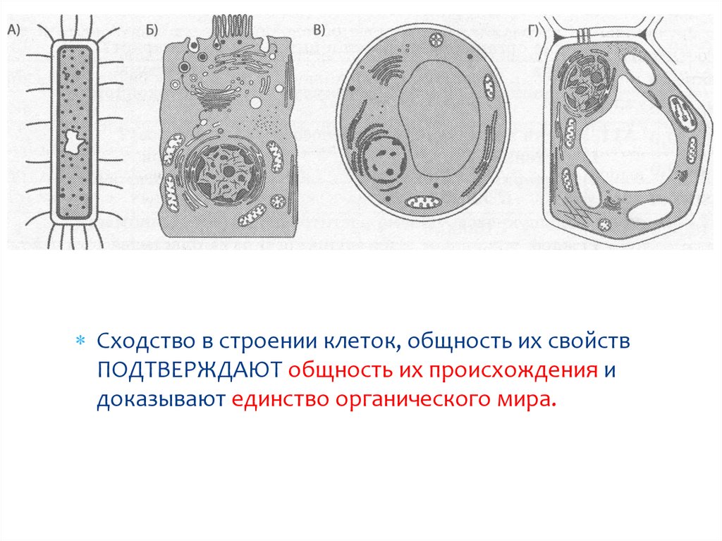 Клетки сходные по строению. Общность клеток. Клеточное строение организмов подготовка к ОГЭ. Хетоцерос строение клетк. Строение клетки c4 пути.