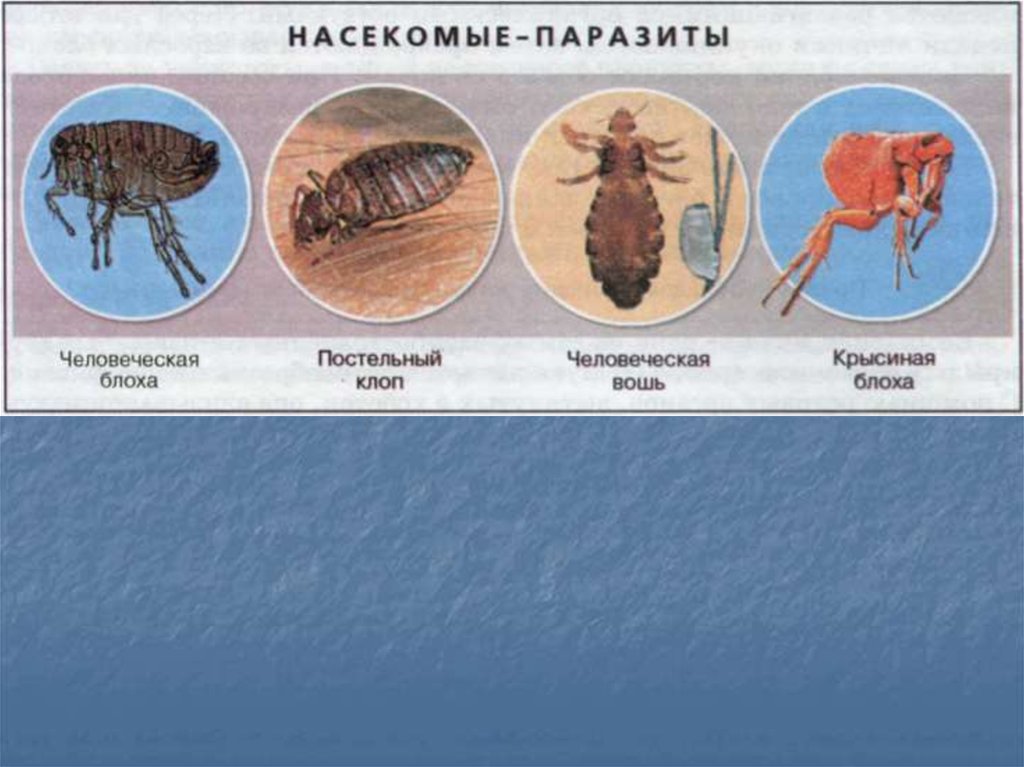 Чем наружные паразиты отличаются от. Класс насекомые представители паразиты. Животные паразиты представители. Паразиты человека и животных.
