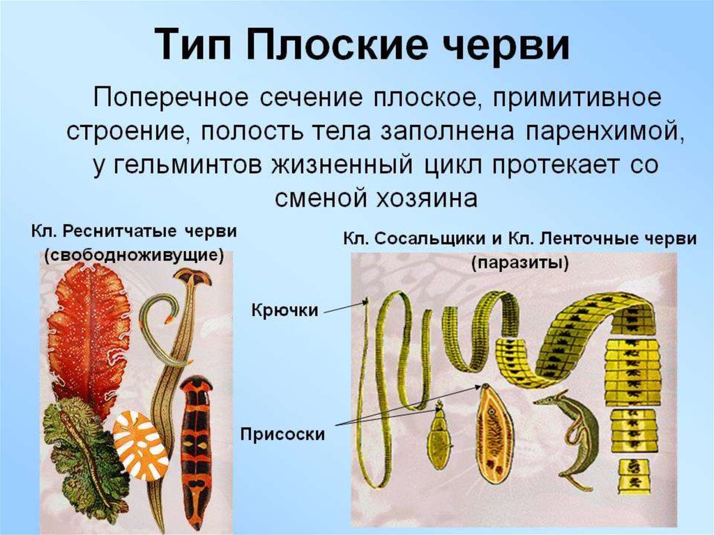 Кто живет в чужих телах 5 класс презентация