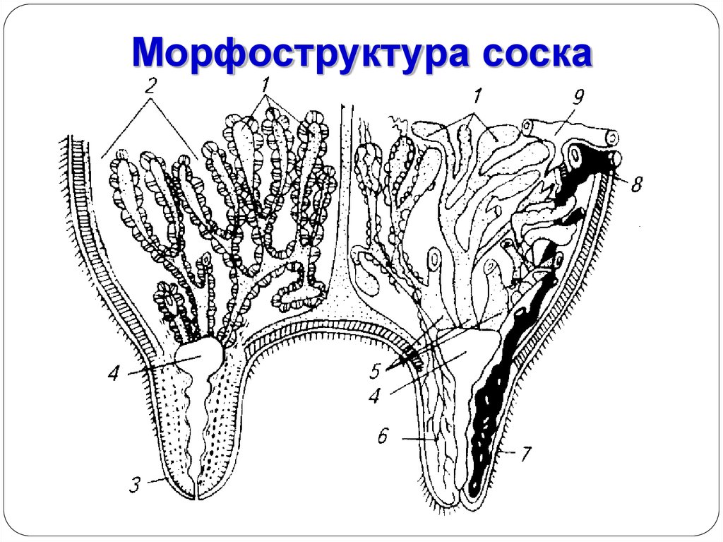 Молочные железы коровы. Строение молочной железы КРС. Анатомия молочной железы коровы. Строение вымени коровы анатомия. Альвеола вымени строение.