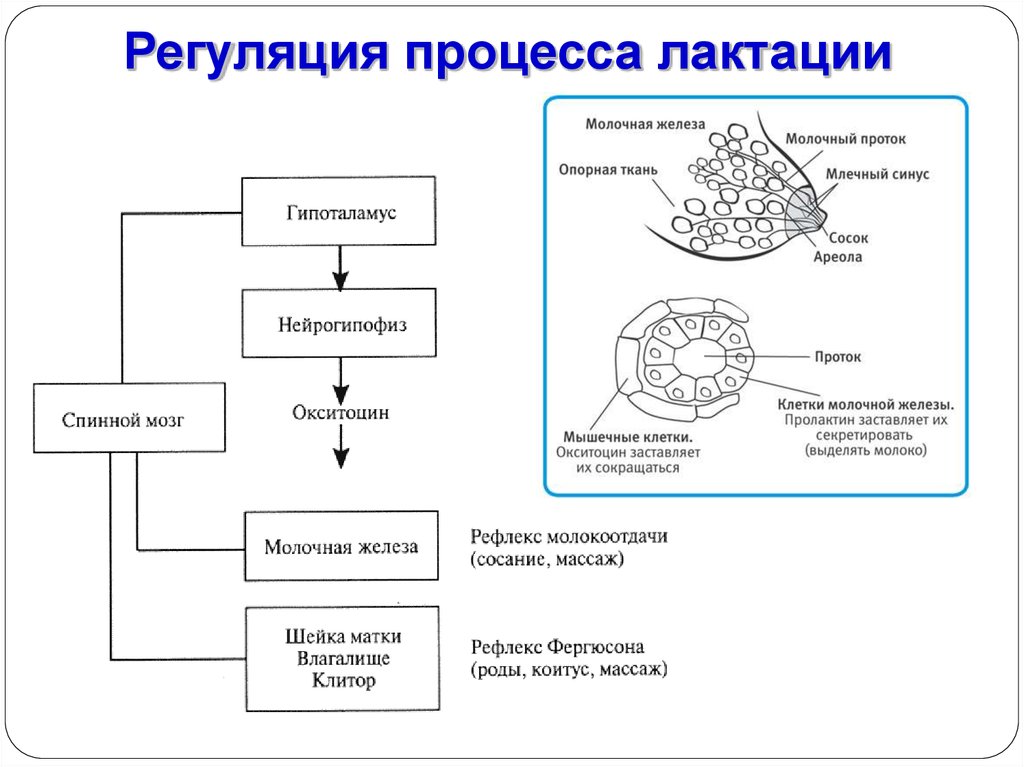 Фазы лактации. Схема регуляции лактации. Механизмы регуляции лактации. Регуляция молокообразования, молоковыведения.. Регуляция секреции пролактина схема.