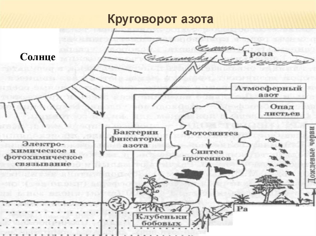 Круговорот азота в природе схема. Круговорот азота круговорот. Биологический круговорот азота. Круговорот азота в биосфере схема.