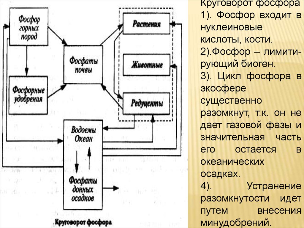 Фосфор 2 с 3. Круговорот фосфора схема. Схема фосфора в биосфере. Схема цикла фосфора. Составьте схему круговорота фосфора.