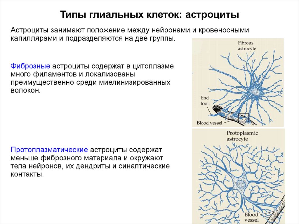 Функции астроцитов. Строение нейрона и глия. Типы глиальных клеток с функциями. Типы глиальных клеток рисунок. Строение глиальных клеток схема.