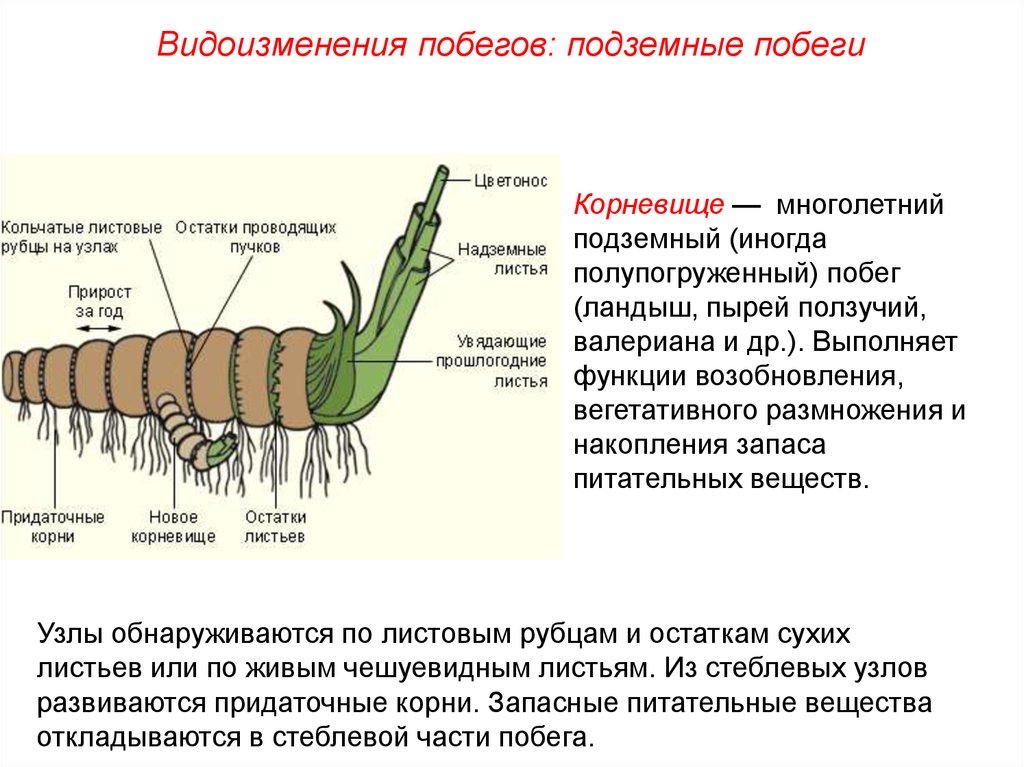 Подземный видоизмененный многолетний побег корневище изображен на рисунке