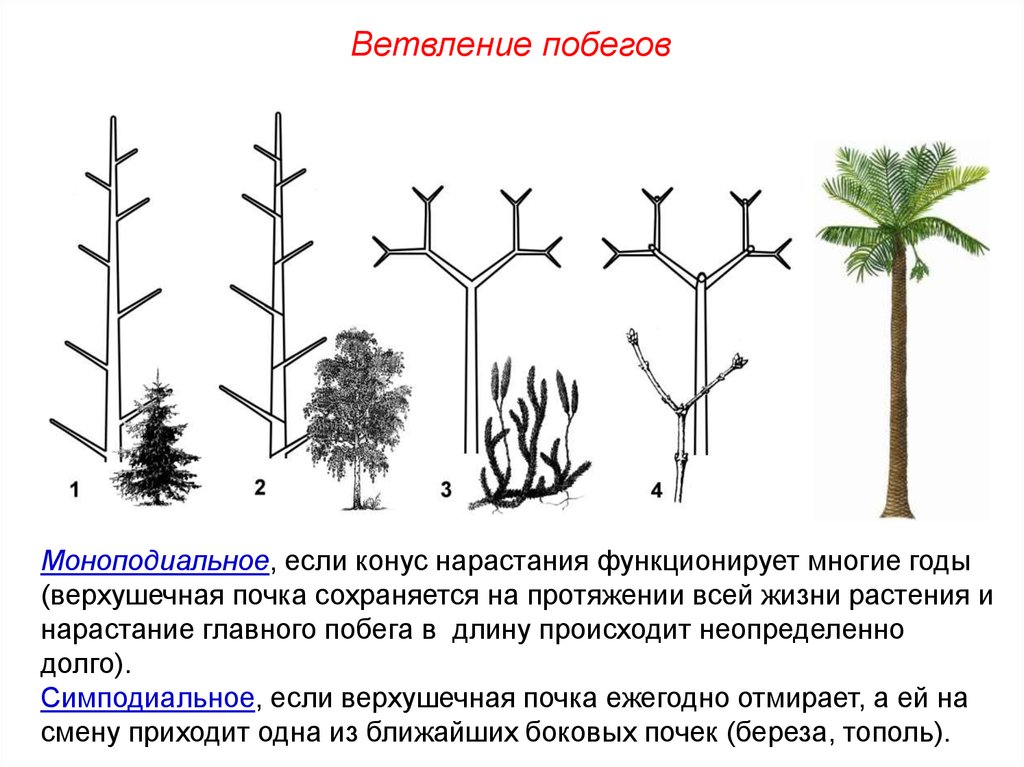 Короткий и сильно ветвится. Моноподиальное ветвление побега. Моноподиальное нарастание побегов. Типы ветвления побегов. Верхушечное и боковое ветвление побегов.