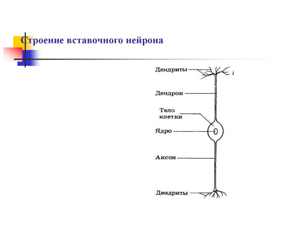 На схеме строения нейрона дендриты обозначены буквой