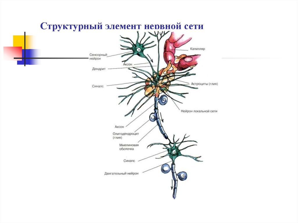 Биология нервные клетки. Схема строения нейрона. Структурные компоненты нейрона. Строение нейрона и функции его частей. Нейрон строение и функции.