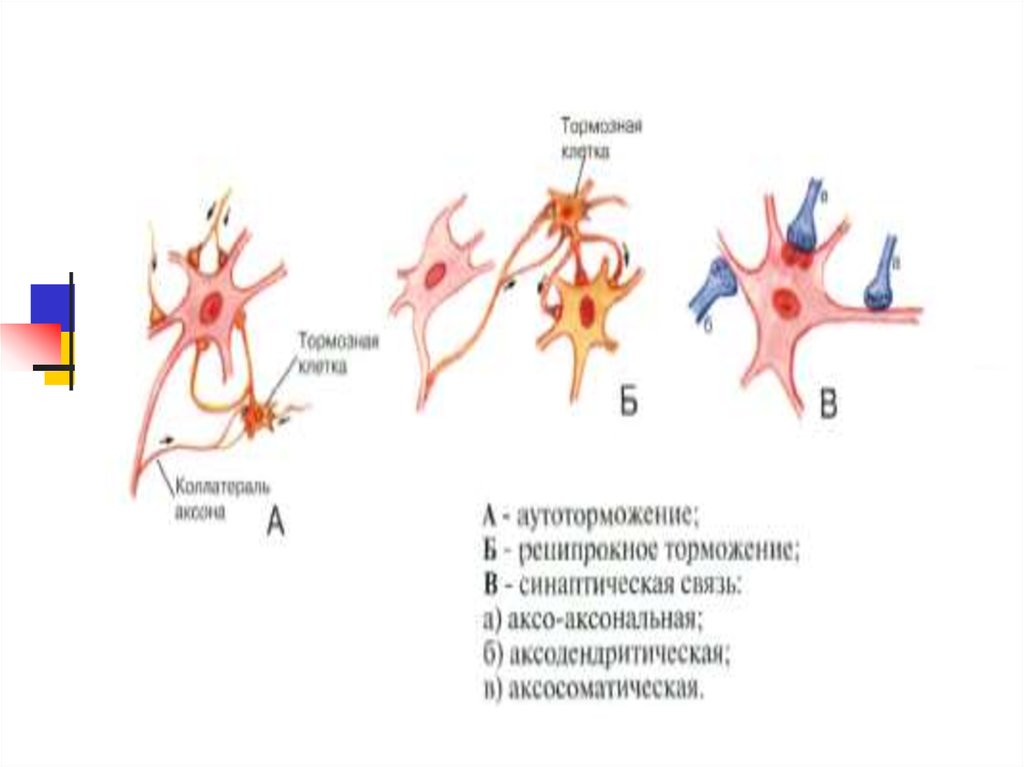 Биология 8 класс строение нейрона рисунок