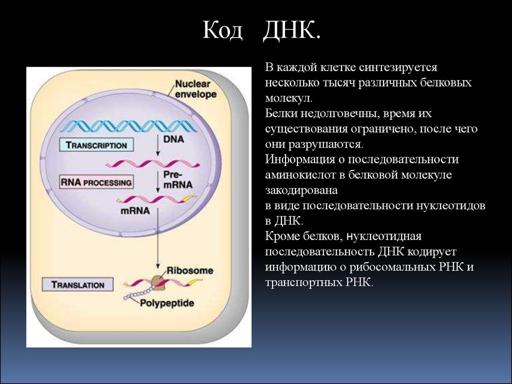 Днк кодирует белки. Как кодируется белок в ДНК. Белки собственного пользования синтезируются в клетке. Каждая молекула белка синтезируется. В клетке синтезируется большое количество разнообразных белков.