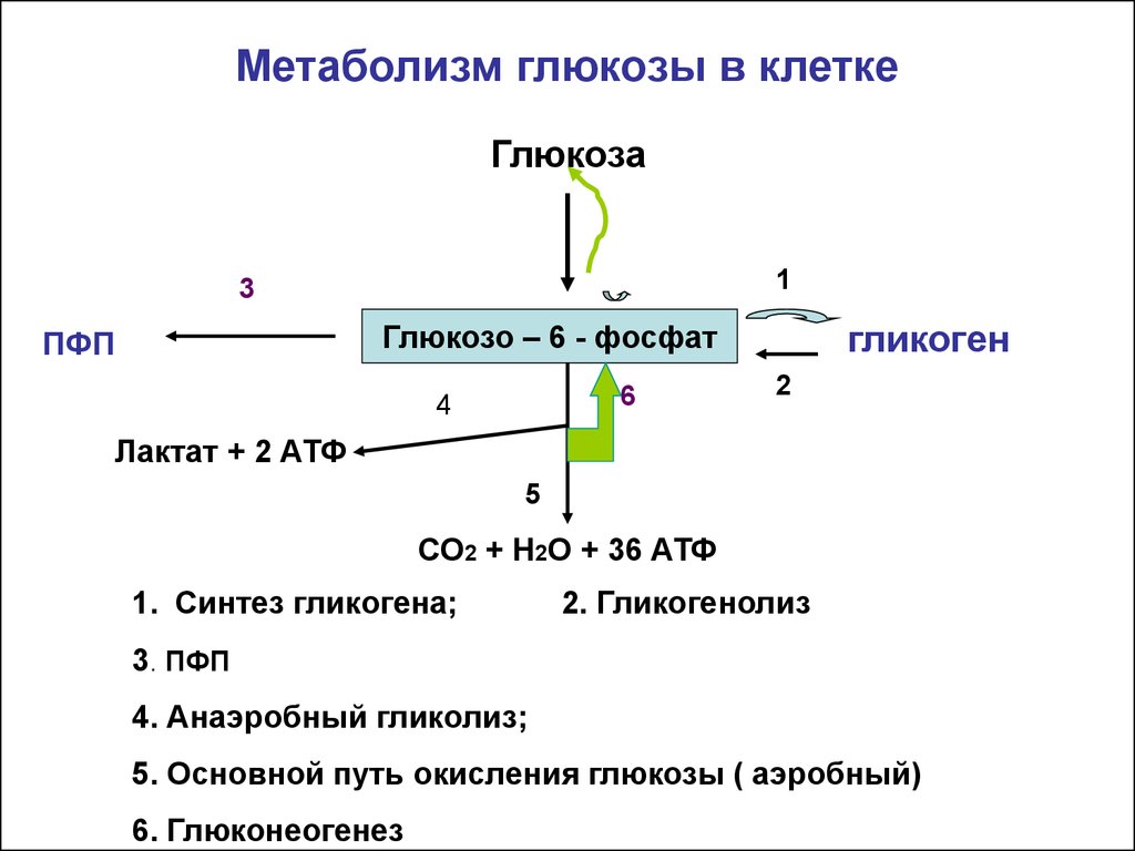 Преобразование энергии атф в энергию глюкозы. Схема общих путей метаболизма Глюкозы. Основные пути метаболизма Глюкозы.
